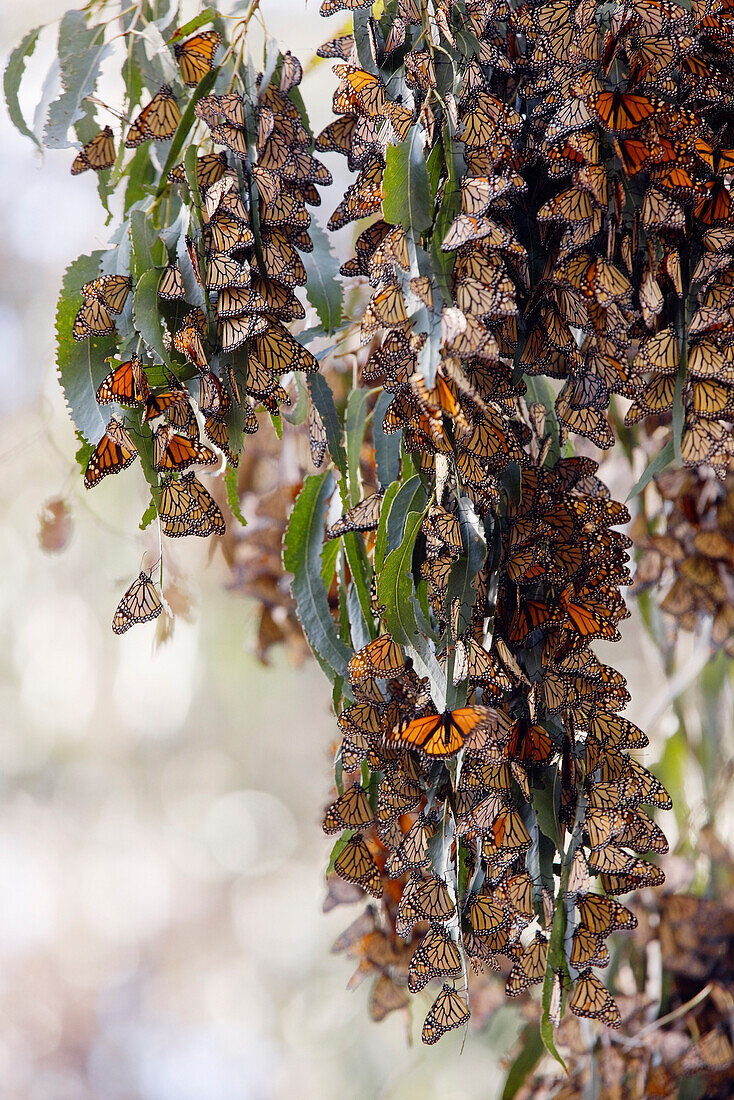 Monarchfalter,Goleta,Südkalifornien,USA
