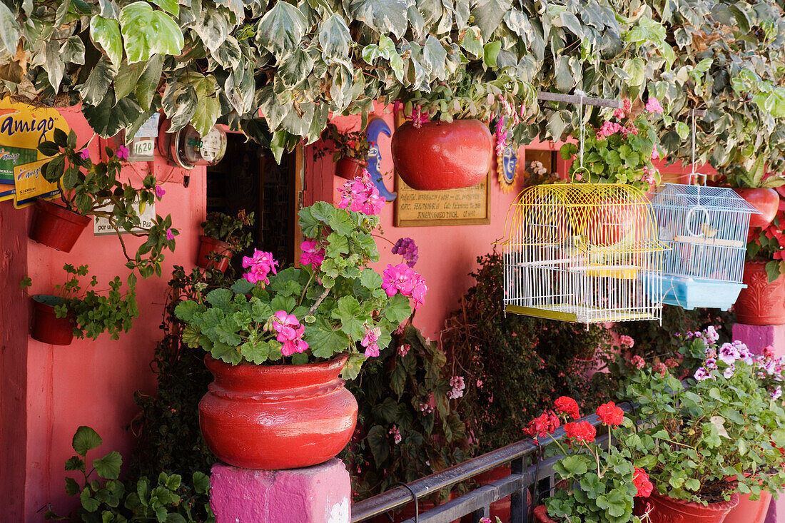 Pflanzen auf Veranda,Angangueo,Michoacan,Mexiko