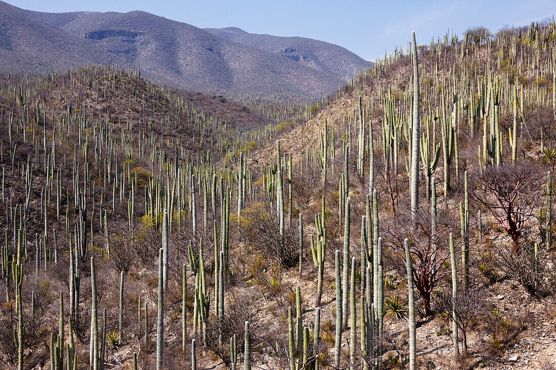 Overview of Cactus Forest,Oaxaca,Mexico