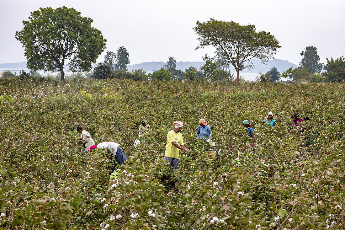 Adivasi farmers picking cotton in a field in Narmada district,Gujarat,India,Asia