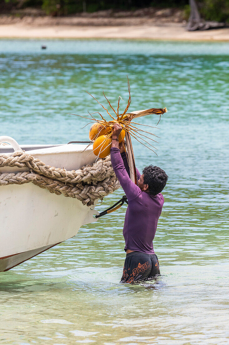 Local man loading coconuts in to a boat at Batu Hatrim,Raja Ampat,Indonesia,Southeast Asia,Asia