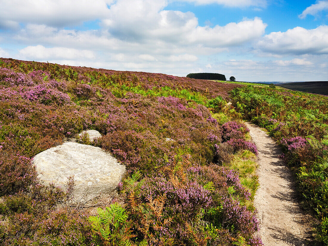 Path through Heather on Haworth Moor,Yorkshire,England,United Kingdom,Europe
