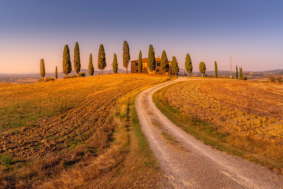 Blick auf Zypressen in der Landschaft bei Pienza, Val d'Orcia, UNESCO-Weltkulturerbe, Provinz Siena, Toskana, Italien, Europa