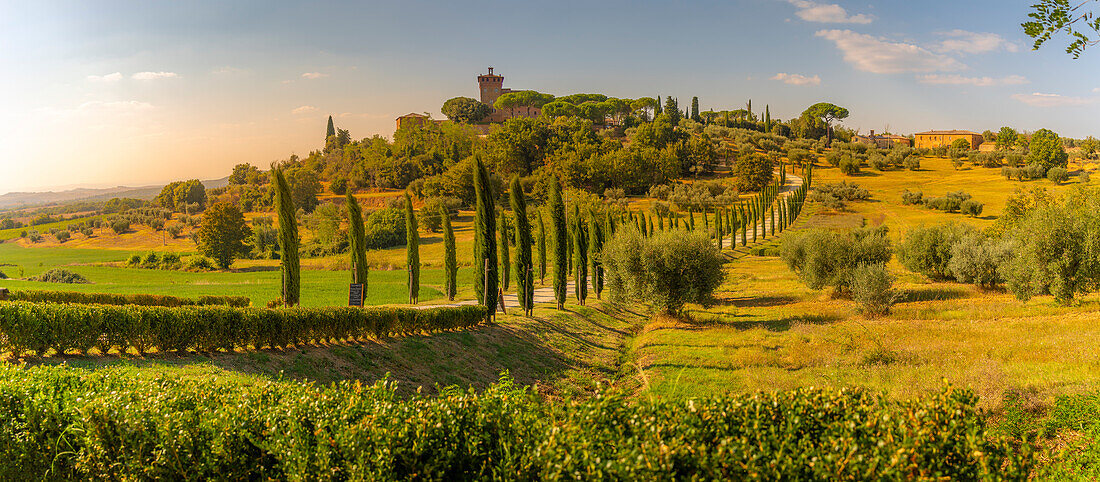 Blick auf eine kurvenreiche Straße und Zypressen, die zum Palazzo Massaini führen, in der Nähe von Pienza, Toskana, Italien, Europa