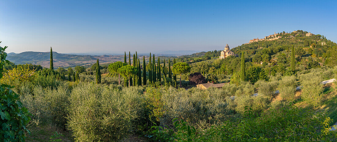 Blick auf Zypressen und die mittelalterliche Stadt Montepulciano auf einem Hügel, Montepulciano, Provinz Siena, Toskana, Italien, Europa