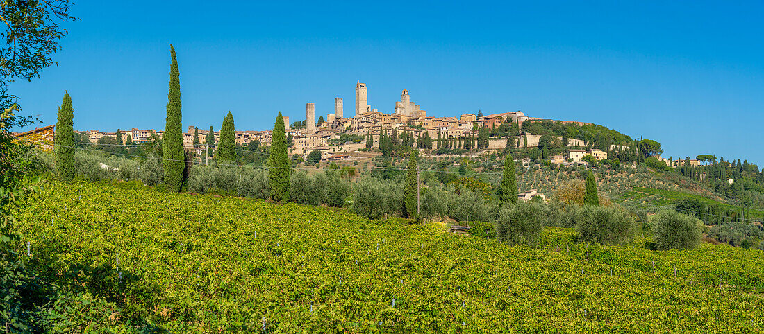 Blick auf Weinberge und San Gimignano, San Gimignano, Provinz Siena, Toskana, Italien, Europa