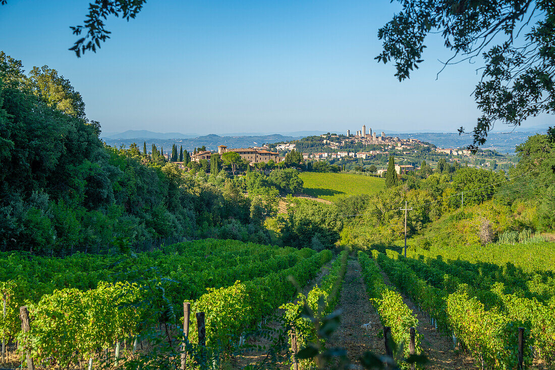 Blick auf Weinberge und San Gimignano im Hintergrund, San Gimignano, Provinz Siena, Toskana, Italien, Europa