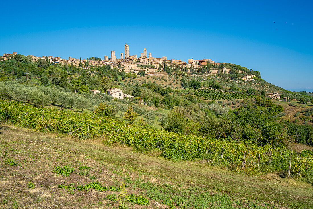 View of vineyards and San Gimignano,San Gimignano,Province of Siena,Tuscany,Italy,Europe