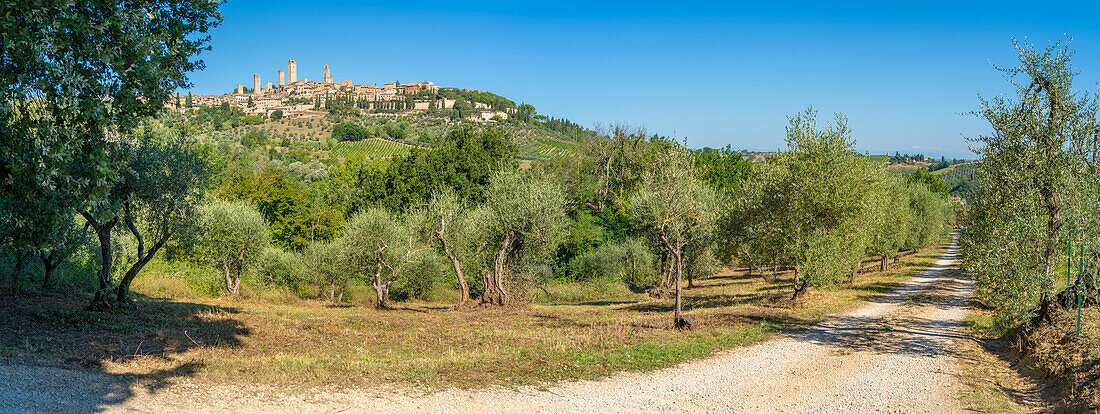Blick auf Olivenhaine und San Gimignano, San Gimignano, Provinz Siena, Toskana, Italien, Europa
