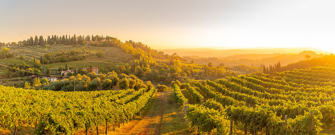 View of vineyards and landscape at sunrise near San Gimignano,San Gimignano,Province of Siena,Tuscany,Italy,Europe