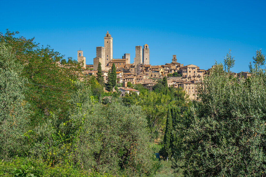 Blick auf Olivenbäume und San Gimignano, San Gimignano, Provinz Siena, Toskana, Italien, Europa
