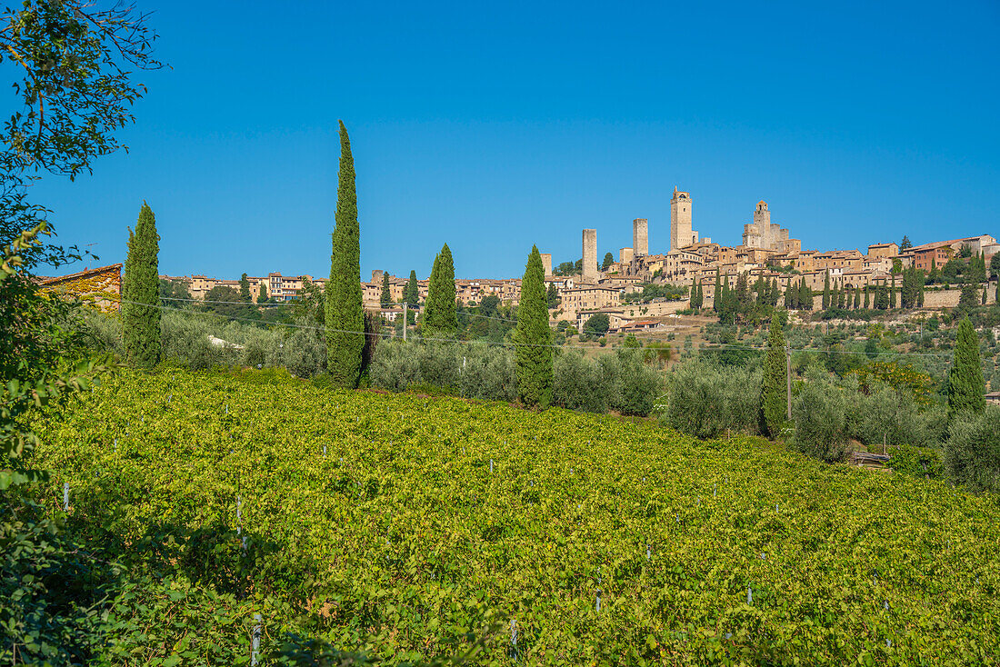 Blick auf Weinberge und San Gimignano, San Gimignano, Provinz Siena, Toskana, Italien, Europa