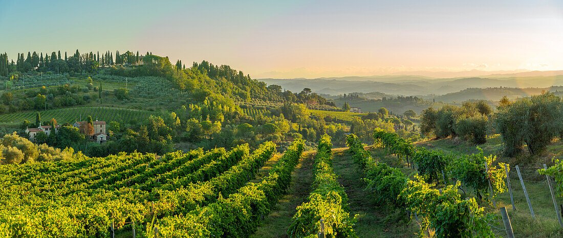 Blick auf Weinberge und Landschaft bei Sonnenaufgang in der Nähe von San Gimignano, San Gimignano, Provinz Siena, Toskana, Italien, Europa