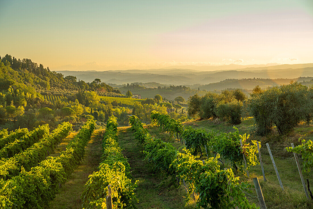 View of vineyards and landscape at sunrise near San Gimignano,San Gimignano,Province of Siena,Tuscany,Italy,Europe