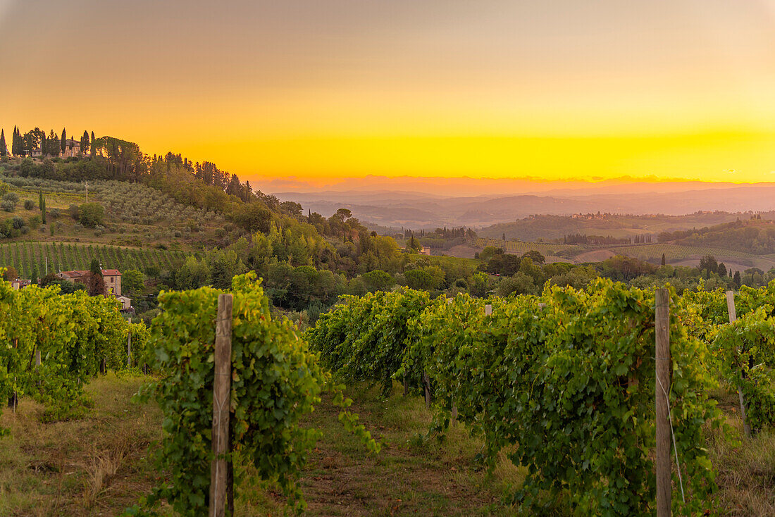 View of vineyards and landscape at sunrise near San Gimignano,San Gimignano,Province of Siena,Tuscany,Italy,Europe