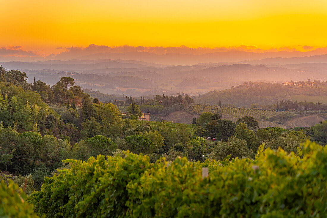 Blick auf Weinberge und Landschaft bei Sonnenaufgang in der Nähe von San Gimignano, San Gimignano, Provinz Siena, Toskana, Italien, Europa