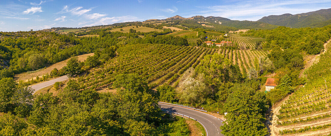 Blick auf die Weinberge bei Borello, Emilia Romagna, Italien, Europa
