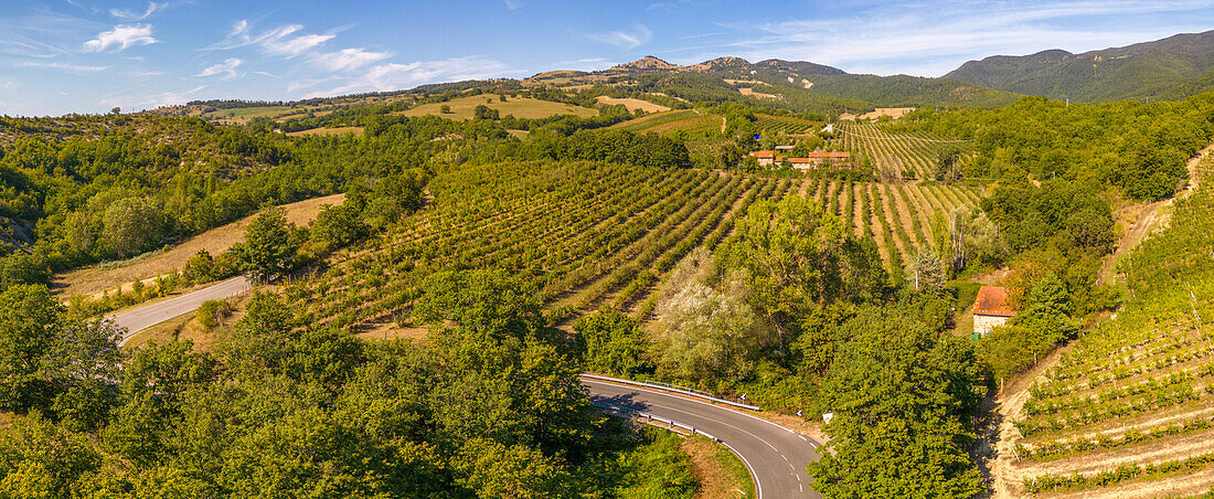 Elevated view of vineyards near Borello,Emilia Romagna,Italy,Europe