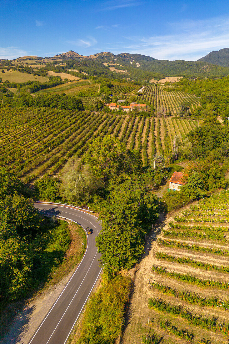 Blick auf Weinberge in der Nähe von Borello,Emilia Romagna,Italien,Europa