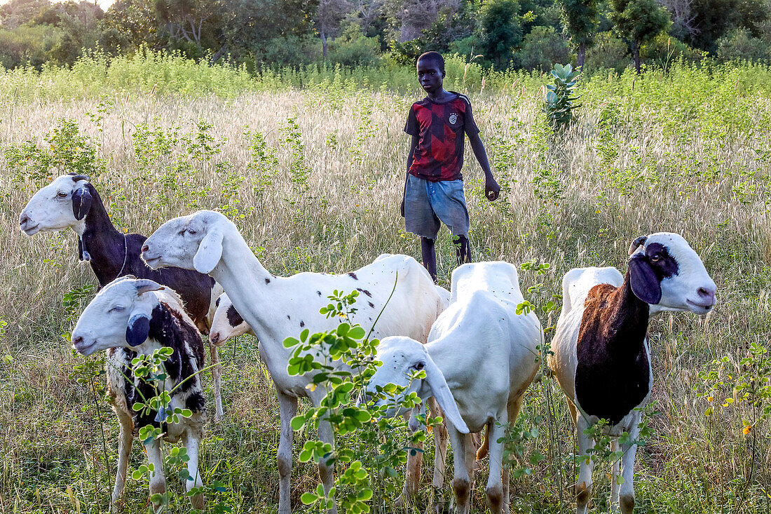 Junge hütet Ziegen in einem Dorf bei Fatick, Senegal, Westafrika, Afrika