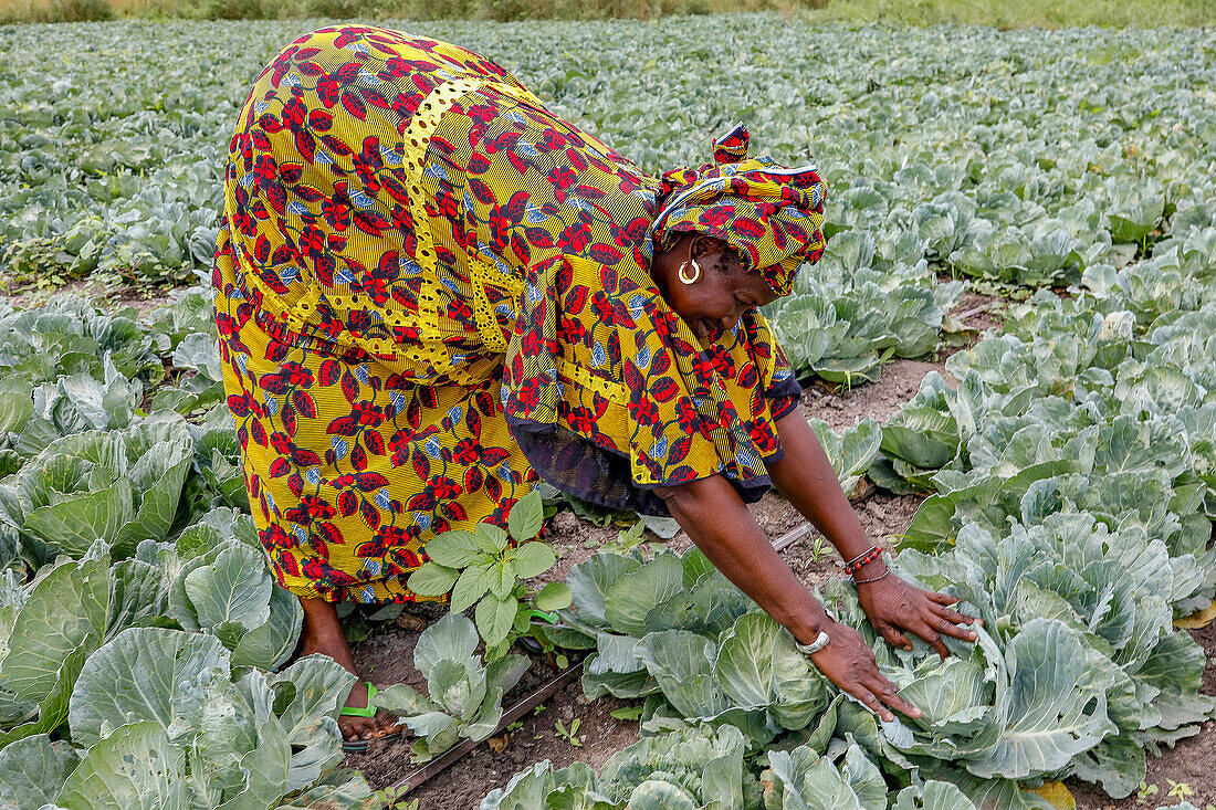 Woman working in a cabbage field in Pout,Senegal,West Africa,Africa