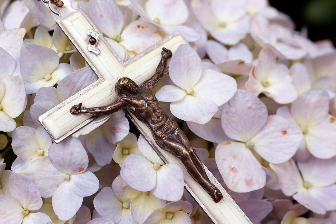 Gebet in der Natur, katholische Rosenkranzperlen mit Jesus auf Hortensienblüte, Vietnam, Indochina, Südostasien, Asien
