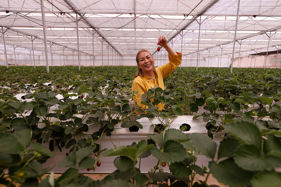 Erdbeerreihe in einem Gewächshaus, Bio-Hydrokultur-Gemüsefarm, Dalat, Vietnam, Indochina, Südostasien, Asien