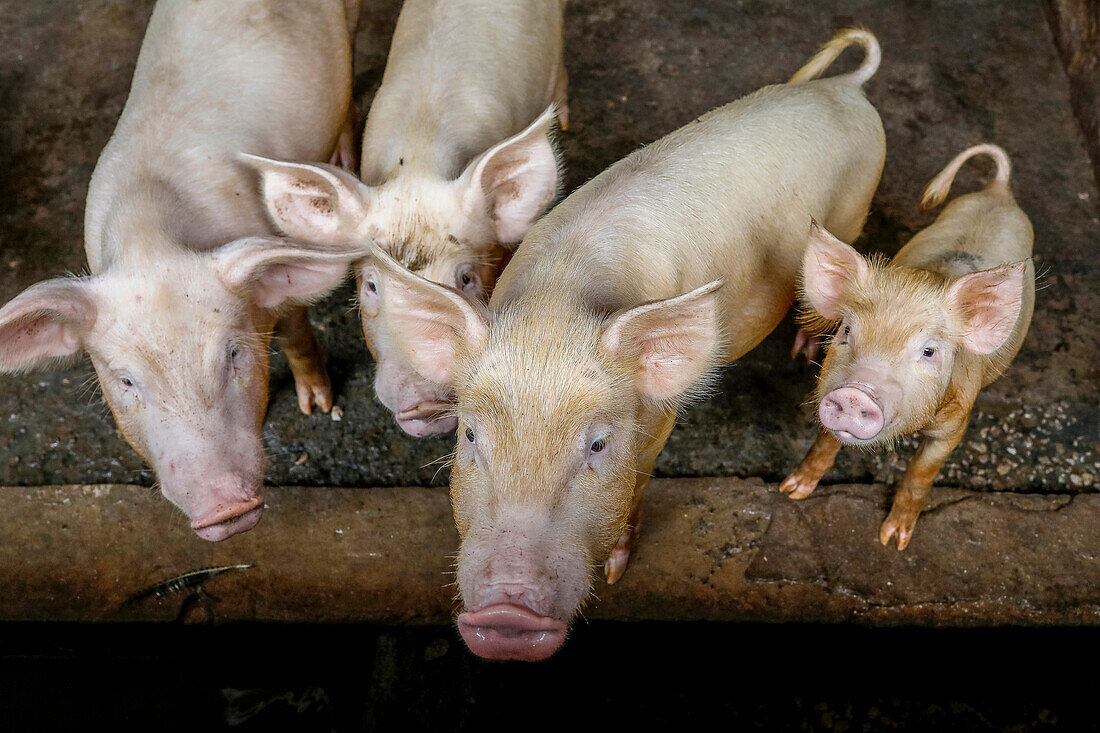 Schweineaufzucht in Nguekhokh,Senegal,Westafrika,Afrika