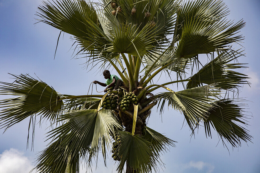 Mann holt Früchte von einer Palme in Thiaoune, Senegal, Westafrika, Afrika