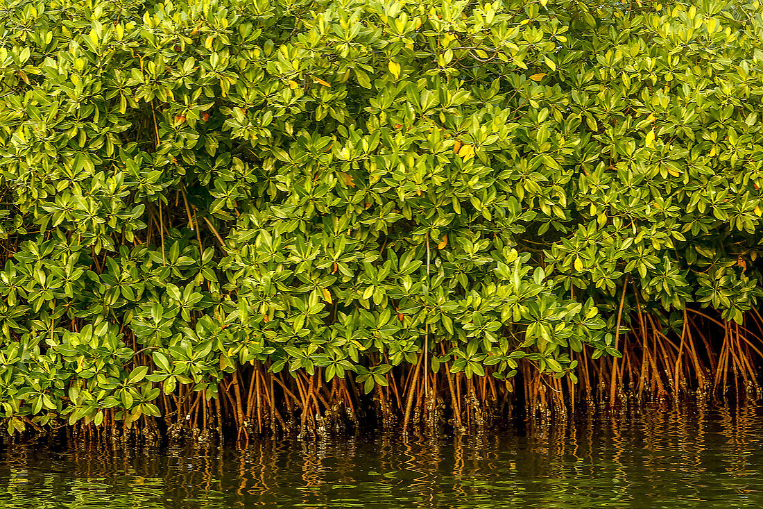 Mangrove on a waterway in Saloum,Senegal,West Africa,Africa