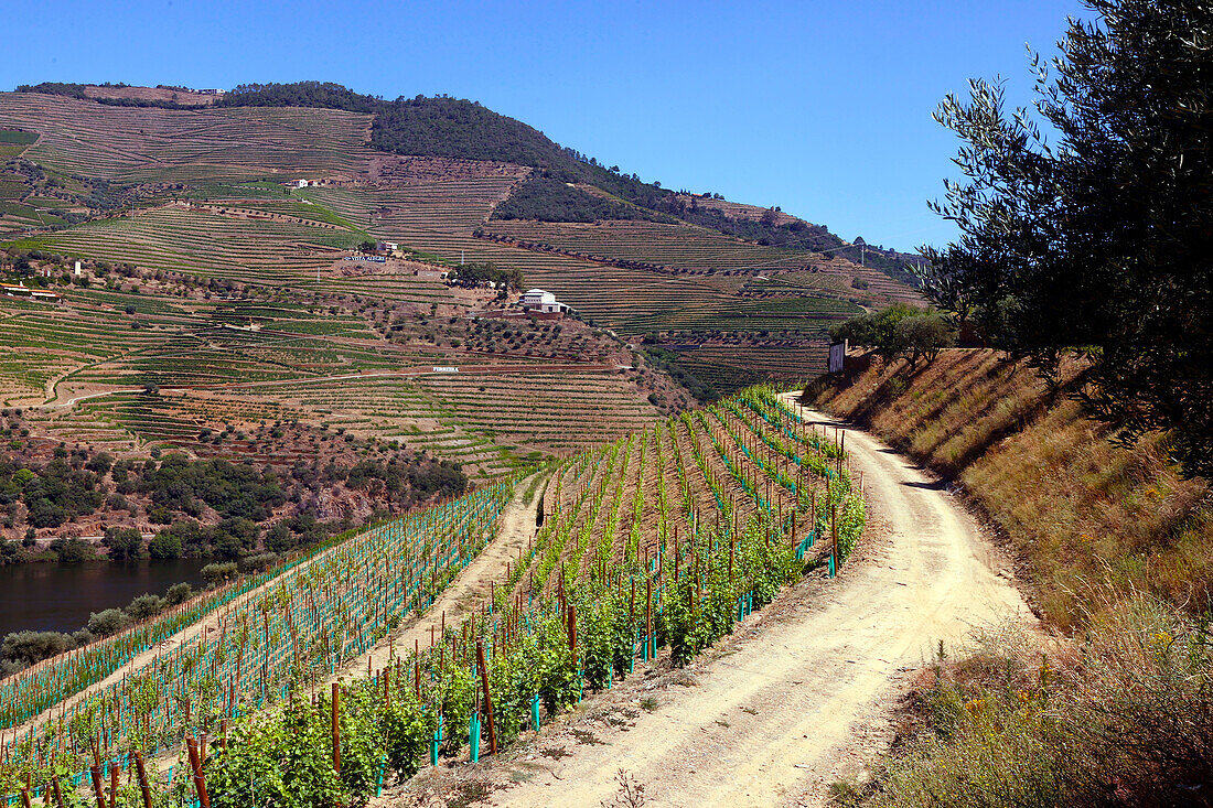 Vineyards in Douro valley in the heart of Alto Douro Wine Region,Portugal,Europe
