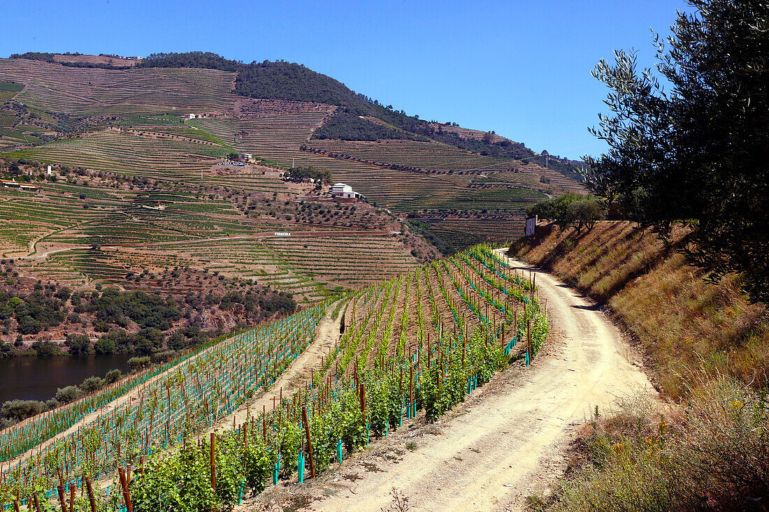 Weinberge im Douro-Tal im Herzen der Weinregion Alto Douro,Portugal,Europa