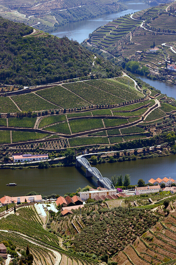 Vineyards in Douro valley in the heart of Alto Douro Wine Region,Pinhao,Portugal,Europe