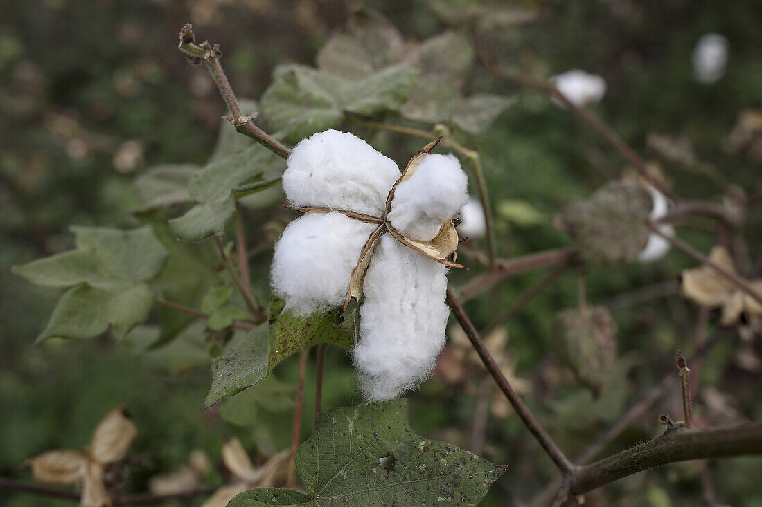 Nahaufnahme einer Baumwollkapsel in einem Baumwollfeld in Babra, Maharashtra, Indien, Asien