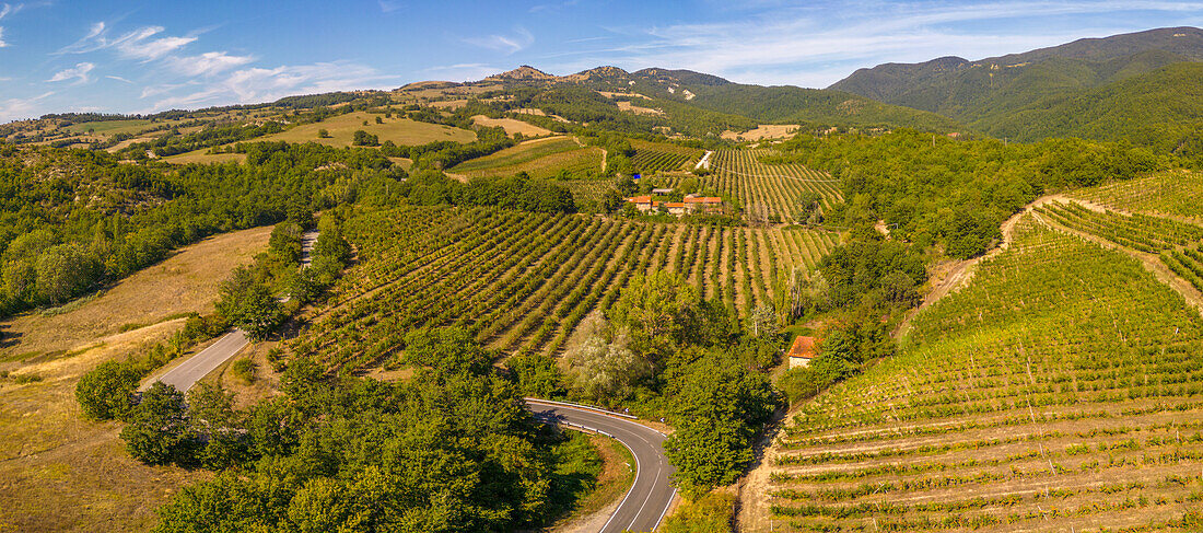 Blick auf Weinberge bei Borello, Emilia Romagna, Italien, Europa