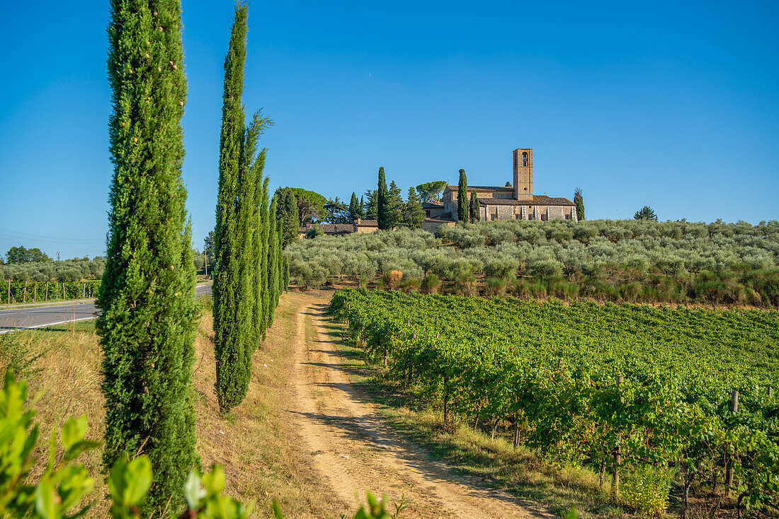 View of Convento di Monte Oliveto Minore and vinyard,San Gimignano,Province of Siena,Tuscany,Italy,Europe