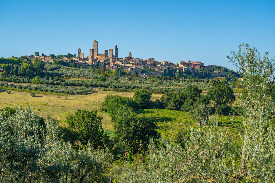 View of olive trees and landscape with San Gimignano in background,San Gimignano,Province of Siena,Tuscany,Italy,Europe