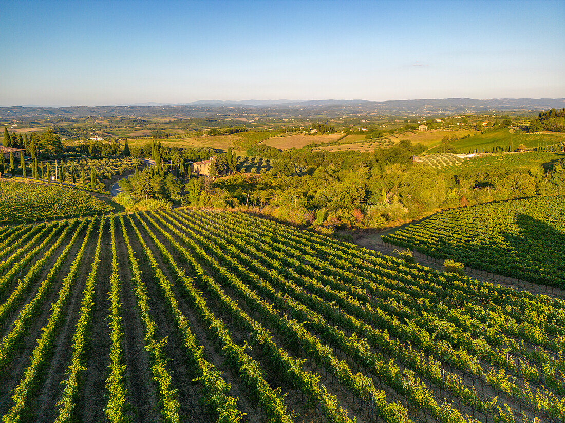 Elevated view of vineyards near San Gimignano at sunrise,San Gimignano,Tuscany,Italy,Europe