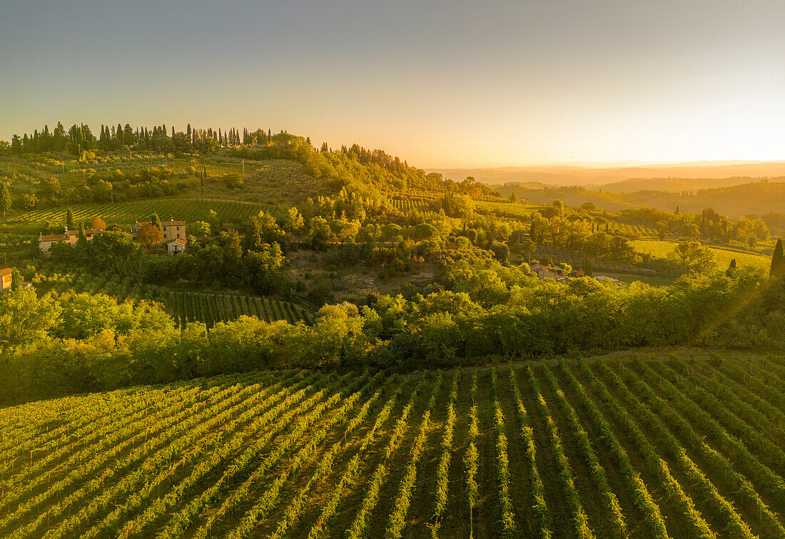 Elevated view of vineyards near San Gimignano at sunrise,San Gimignano,Tuscany,Italy,Europe