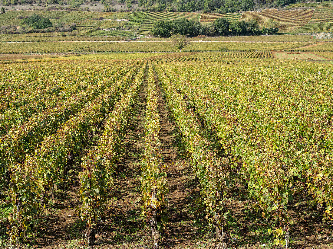 Puligny Montrachet vineyards,Route des Grands Crus,Cote d'Or,Burgundy,France,Europe