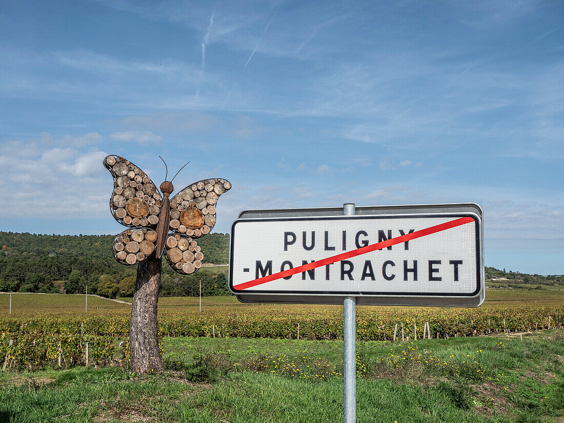 Puligny Montrachet vineyards,Route des Grands Crus,Cote d'Or,Burgundy,France,Europe