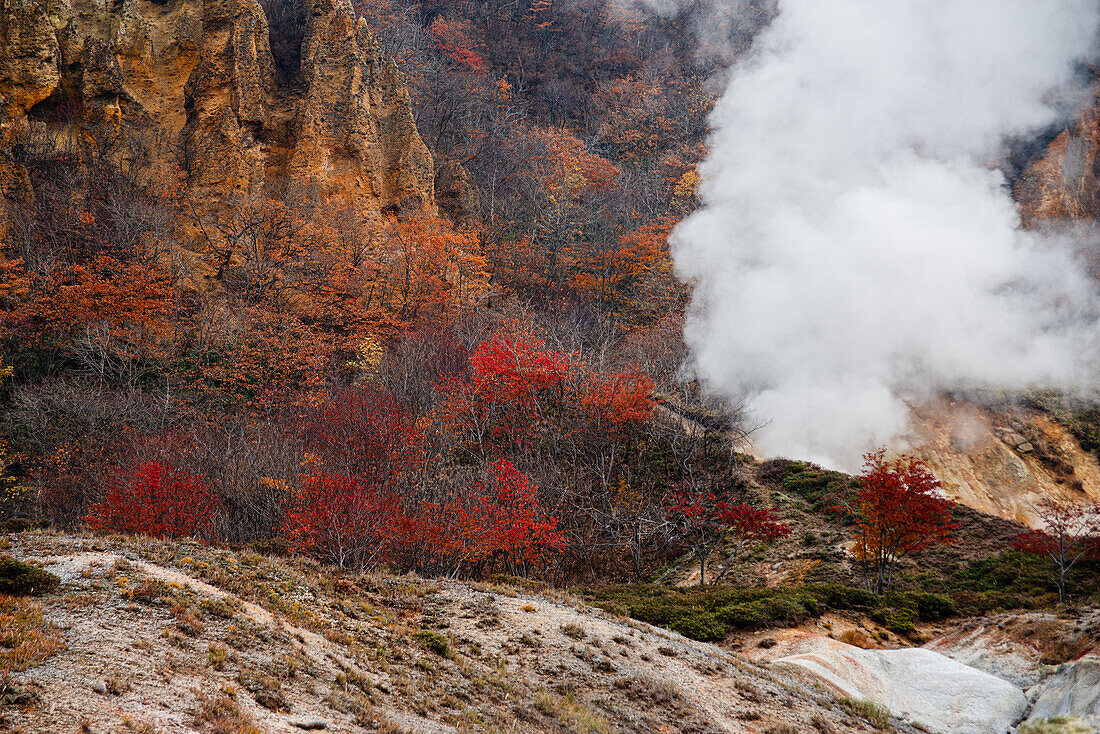 Steep walls,autumn gold and red trees with steam from a volcanic hot spring,Hell Valley,Noboribetsu,Hokkaido,Japan,Asia