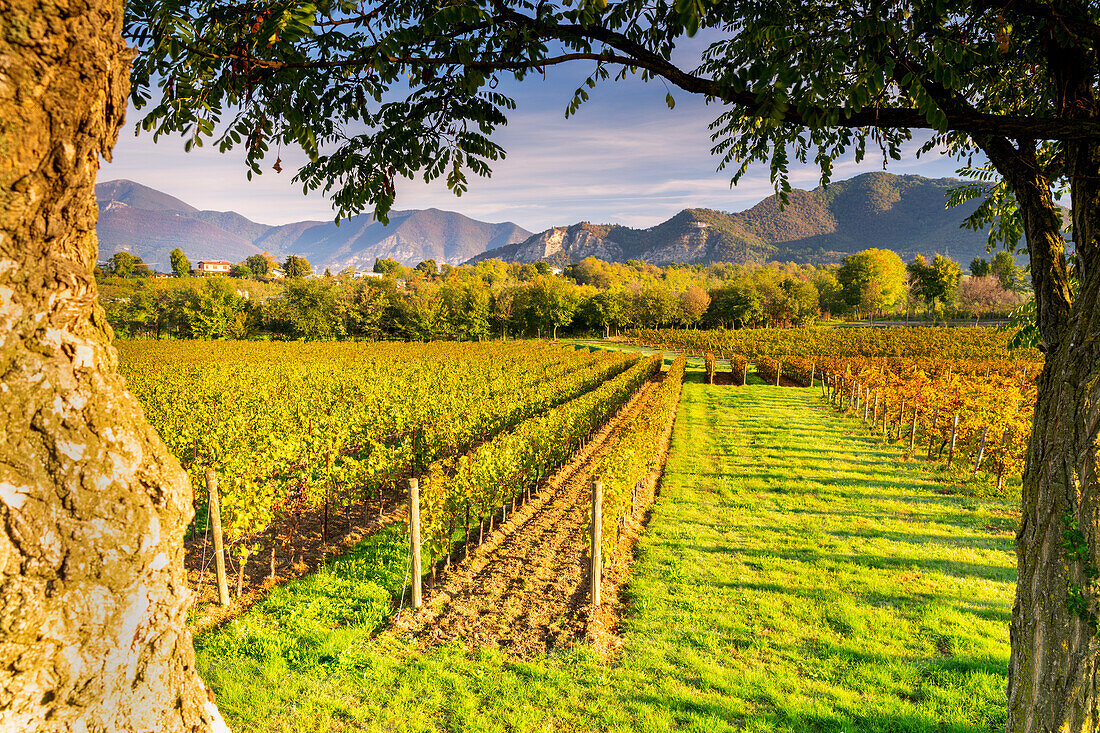 Landscape of Franciacorta region in Brescia province,Lombardy,Italy,Europe