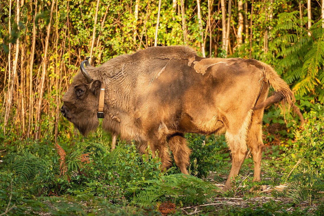 Europäischer Wisent (Bison bonasus), weiblich (Kuh), wird im Rahmen des Wilder Blean-Projekts in ein Waldgebiet freigelassen, Kent, England, Vereinigtes Königreich, Europa