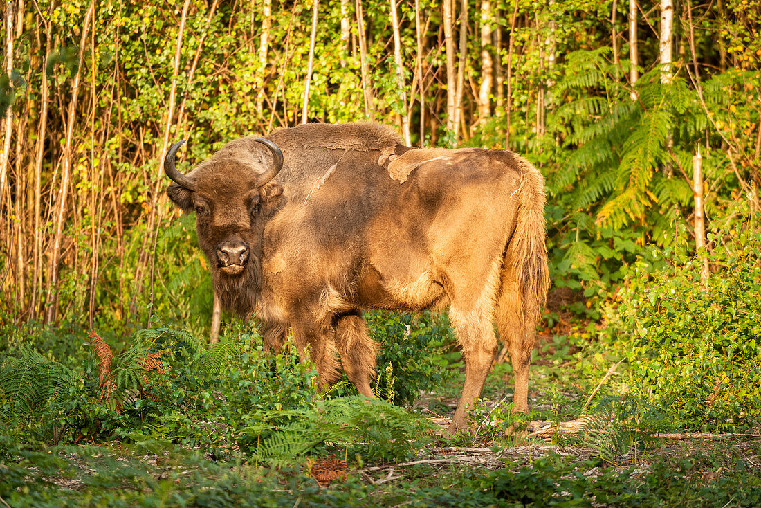 Europäischer Bison (Bison bonasus), weiblich (Kuh), wird im Rahmen des Wilder Blean-Projekts in den Wald freigelassen, Kent, England, Vereinigtes Königreich, Europa