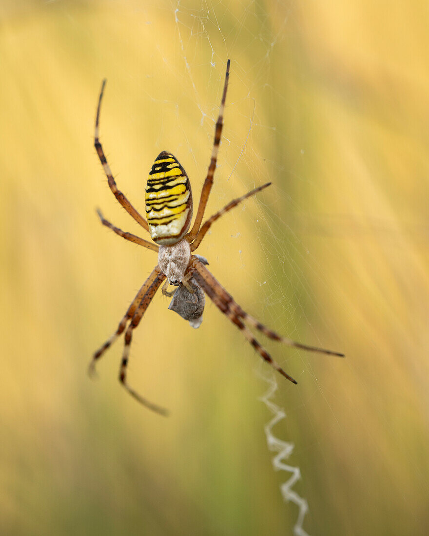 Wasp spider (Argiope bruennichi) on web amongst long grass,Elmley Nature Reserve,Isle of Sheppey,Kent,England,United Kingdom,Europe