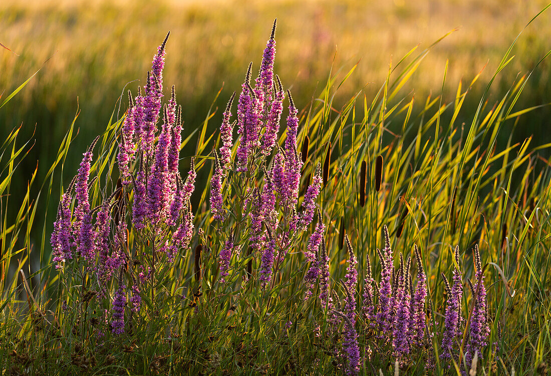 Blutweiderich (Lythrum salicaria) im Abendsonnenlicht, Elmley Nature Reserve, Isle of Sheppey, Kent, England, Vereinigtes Königreich, Europa