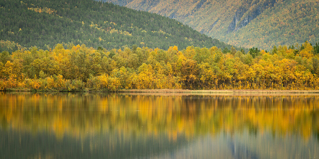 Silberbirke (Betula pendula) spiegelt sich in einem See,Norwegen,Skandinavien,Europa