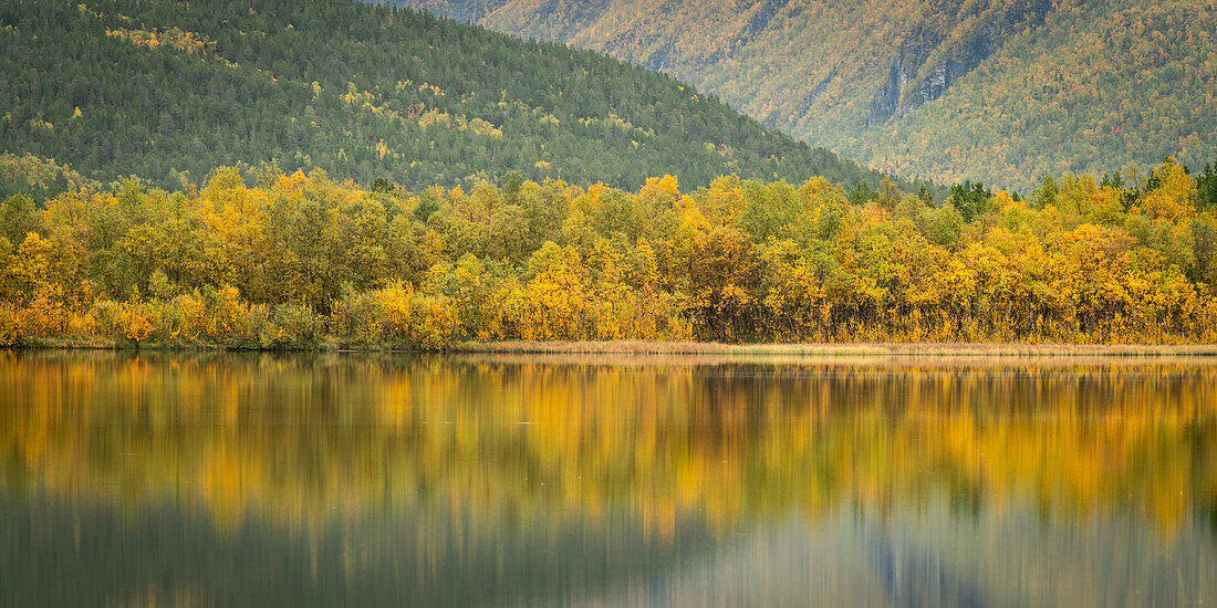 Silver birch (Betula pendula) reflected in lake,Norway,Scandinavia,Europe