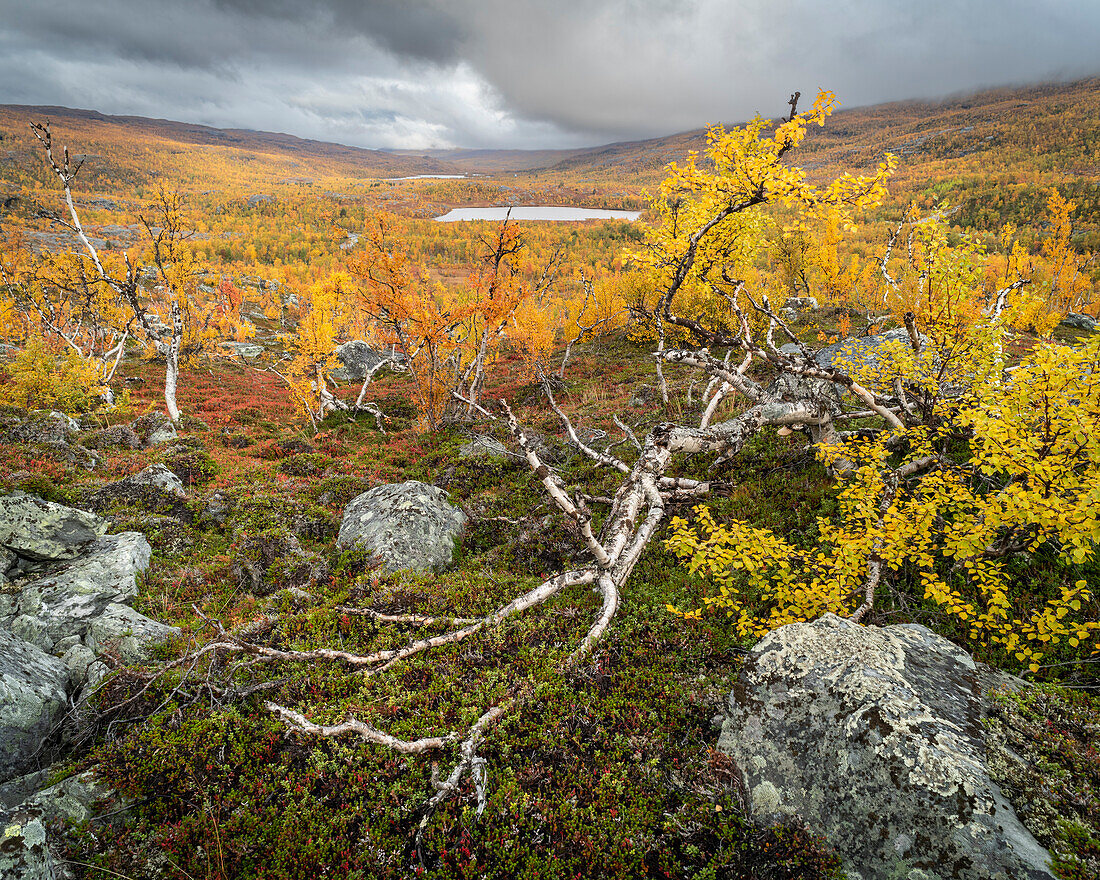 Blick auf eine Hängebirke (Betula pendula) und Fjälls, Herbstfärbung, Norwegen, Skandinavien, Europa